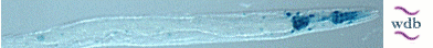 A Worm Image